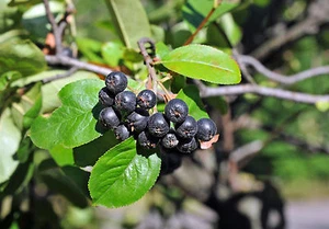 SAMEN Garten Pflanzen Samen winterharte Zierpflanze Saatgut Baum ARONIA - Bild 1 von 2