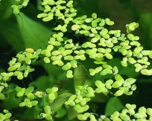 Wasserlinsen - Lemna minor - Portion - Bild 1 von 3