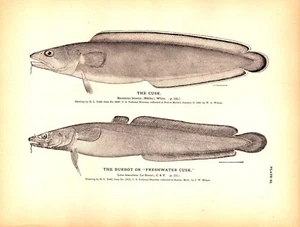 THE CUSK, AT BOSTON MARKET, BURBOT, AT ECORSE, MICH. Antica incisione pesce 1884 - Foto 1 di 1
