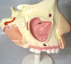 Menschliche Nase Nasenhöhle Anatomie Anatomisches Modell Große Größe Medizin Lehre Neu - Bild 1 von 4