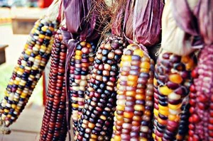 100 Ornamental INDIAN CORN WAMPUM Mixed Colors Zea Mays Vegetable Seeds - Picture 1 of 10