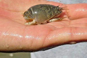 12 GRANCHI MOLE ATLANTIC - Talpoida emerita (LEGGERE DESCRIZIONE) - Foto 1 di 4