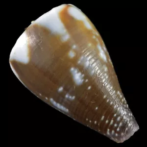 CONUS RATTUS (Palawan, Filippine) 26,0 mm #45486 - Foto 1 di 4