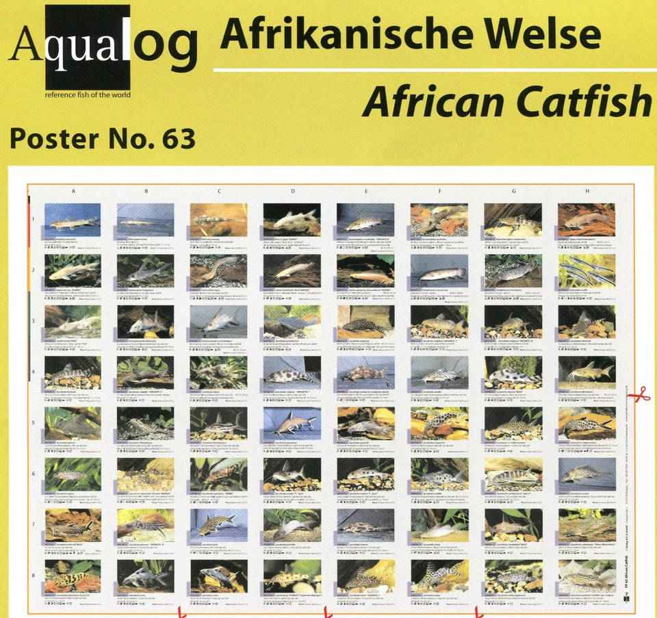 AQUALOG Poster African Catfishes, LAMINATED - Image 1 of 1