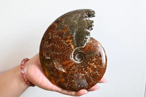 Muestra de caracola fósil de amonita natural de 0,88 kg decoración de curación cristal curación 344 - Imagen 1 de 10