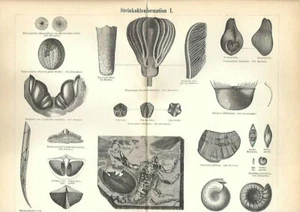 1875 Stampa Antica = PREISTORIA = FOSSILI DEL CARBONIFERO = Old Print Engraving - Picture 1 of 1