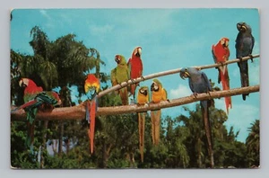 Postkarte Aras in Sarasota Jungle Gardens in Florida um 1960 - Bild 1 von 2