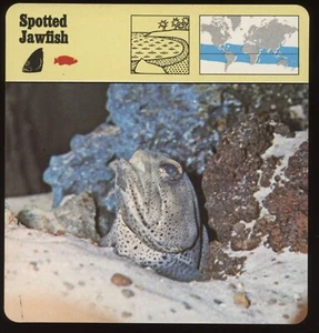 Tarjetas de safari de mandíbula manchada para conocer peces - Imagen 1 de 1