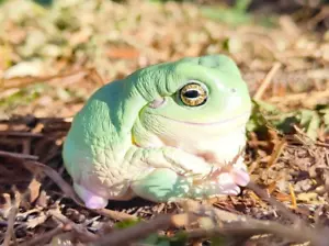【In-Stock】 Animal Heavenly Body Litoria Caerulea Tree Frog Collectible Statue - Picture 1 of 10