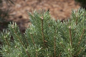Pinus sylvestris, Waldkiefer, 40–60 cm - Bild 1 von 14