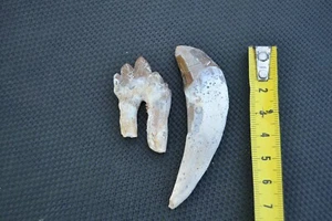 Basilosaurus front tooth + tooth Eocene from Morocco - Picture 1 of 3