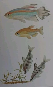 Vintage Aquarium Fishbowl Pet Store Congo Tetra Tropical Fish 8" × 10" Print - Picture 1 of 3