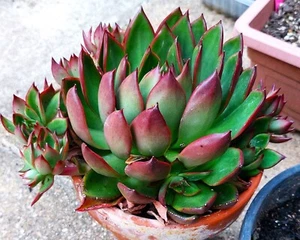 Echeveria Benimusume 6cm Cutting/Rooted x 1 - Picture 1 of 2
