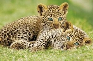 Poster Leopard Cubs Cheetah Cubs - Picture 1 of 1