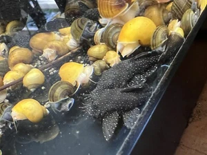 L181-Peppermint Bristlenose Pleco .75"-1.25" Tank Bred - Picture 1 of 8