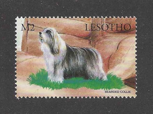Почтовая марка с изображением собаки портрет всего тела бородатый колли Лесото Африка как новая без наклеек и следов - Изображение 1 из 1