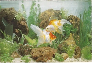 6x4 Continental size printed postcard Goldfish(?) - Picture 1 of 2
