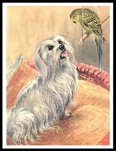 MALTESE AND A PARROT LOVELY VINTAGE STYLE DOG ART PRINT POSTER - Picture 1 of 1