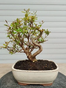 Bonsai Punica Granatum NANA - Bild 1 von 2