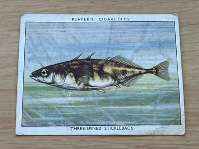 FRESH WATER FISHES LARGE 1935 PLAYERS CARD - 20 THREE SPINED STICKLEBACK - Image 1 of 2