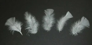 30 Pcs TURKEY PLUMAGE Feathers 2-5" WHITE (Hats/Crafts/Halloween/Costume) - Picture 1 of 3