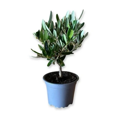 Set da 20pz Piante Bonsai Di olivo CERTIFICATA ulivo olea europea vaso 10 - Immagine 1 di 4
