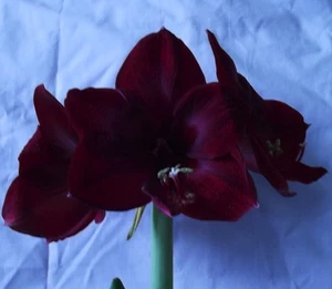 @ (◕‿◕)\\@ Amaryllis Hippeastrum Ritterstern " Grand Diva " ~ Liefertermin - Bild 1 von 1