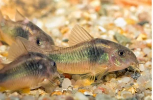 6x Bronze Corydoras (Corydoras aeneus) - Green Cory Cat Catfish (USA TANK BRED) - Picture 1 of 1