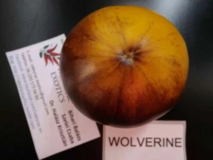 Tomate Wolverine - más de 5 semillas - ¡Semillas vegetales de reliquia! P 267 - Imagen 1 de 1