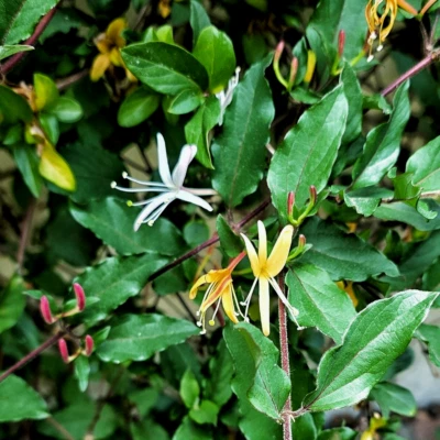 Lonicera japonica 'Halliana' Vines Honeysuckle in 2 inch pot starter plant - CA - Image 1 of 4