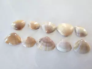 Mactra Stultorum conchiglie marine 10-15 conchiglie abbondanti morte - Foto 1 di 10