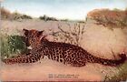Indian Leopard Cub New York Zoological Park New York City Chrome Postcard