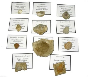 Braquiópodo de piedra caliza Carbonífero Bangor colección crinoide Composita 11 sp. - Imagen 1 de 2