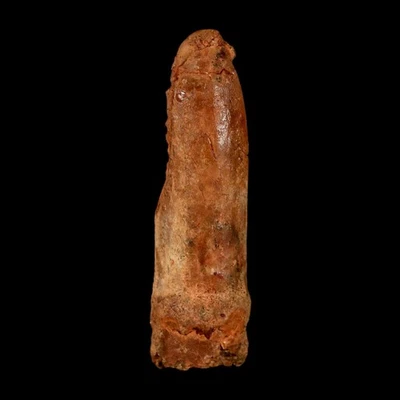 1.9" Rebbachisaurus Sauropod Fossil Tooth Early Cretaceous Dinosaur COA - Image 1 of 4