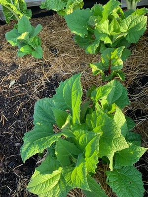 2 coronas de yacón para plantar Bogachiel Foto 1 de 4