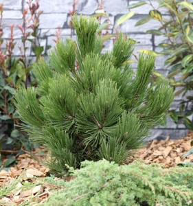 Schlangenhautkiefer Panzerkiefer Compacta 30-40cm - Pinus leucodermis - Bild 1 von 1
