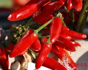 SERRANO ROJO 30 SEMILLAS 100% GARANTIZADAS CHILE PICANTE GUINDILLA PIMIENTO - Bild 1 von 10