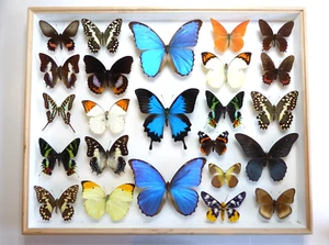ENTOMOLOGIA, MOTYL: 24 X MOTYLE DIV + PUDEŁKO - Zdjęcie 1 z 6