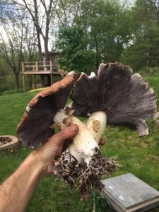 Garden Giant Mushroom Spawn (wine caps) on 6 LBS organic wheat FREE SHIPPING! - Picture 1 of 5