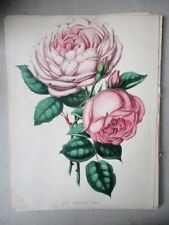 Vintage Print, IRMA, Rose, 1853, Curtis, Hand-Colored.