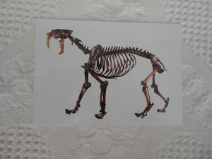 Nuovo scheletro di gatto dentato con spada ""Cartolina"" dal Page Museum La Brea Catrame - Foto 1 di 2