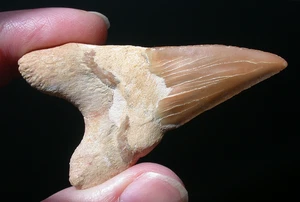 Large Fossil Shark Tooth from Megalodon Ancestor 2.28 Inches Length Sharp - Picture 1 of 9