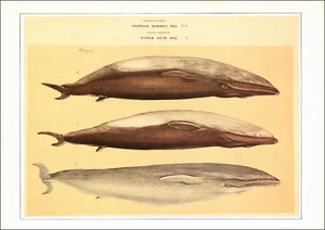 1990 Estampado Vintage ALETA AZUL BALLENA RORQUAL BALLENAS BALLENAS OCÉANO VIDA SILVESTRE ANIMAL - Imagen 1 de 3