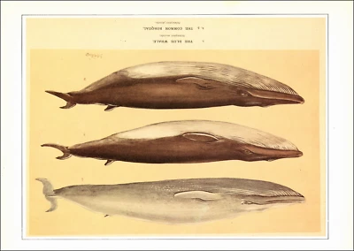1990 Estampado Vintage ALETA AZUL BALLENA RORQUAL BALLENAS BALLENAS OCÉANO VIDA SILVESTRE ANIMAL Foto 1 de 3