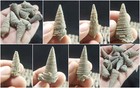 Natural Fossils Gastropods Specimens Lot From Baluchistan Pakistan