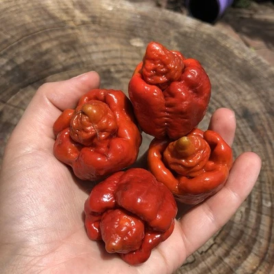 Caramel Moruga Scorpion 30 Seeds – Superhot Chilli – Rare Trinidad Variety - Image 1 of 2