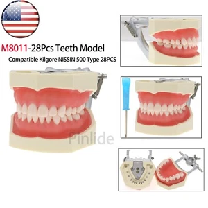US Dental Typodont Modell 28 Teile abnehmbare Zähne passend für Kilgore Nissin 200 Typ M8011 - Bild 1 von 11