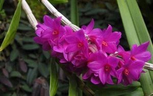 Dendrobium glomeratum. Blooming size Dendrobium orchid species. - Picture 1 of 5