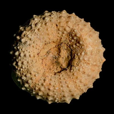 42MM Detallado Fósil Tetragramma Marticense Erizo de Mar Equinoide Cretácico Foto 1 de 4