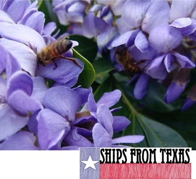 TX MOUNTAIN LAUREL, DERMATOPHYLLUM(SOPHORA) SECUNDIFLORUM, FRAGRANT TREE, 40 SDS - Image 1 of 4